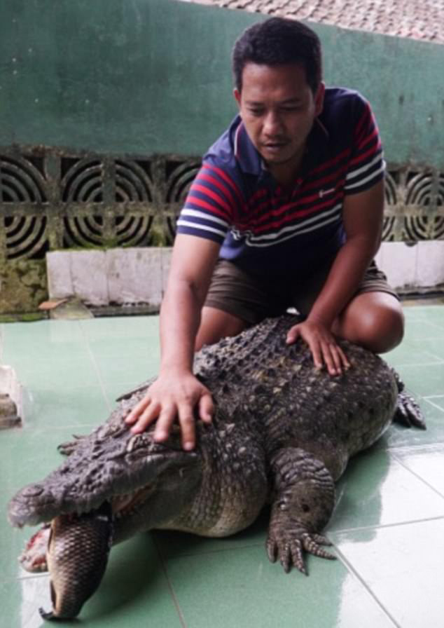 أسرة إندونيسية تربي تمساح ضخم