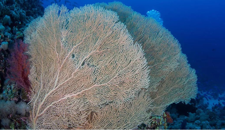 الشعاب المرجانية تزيد الصورة جمالا -الصورة من روح السعودية