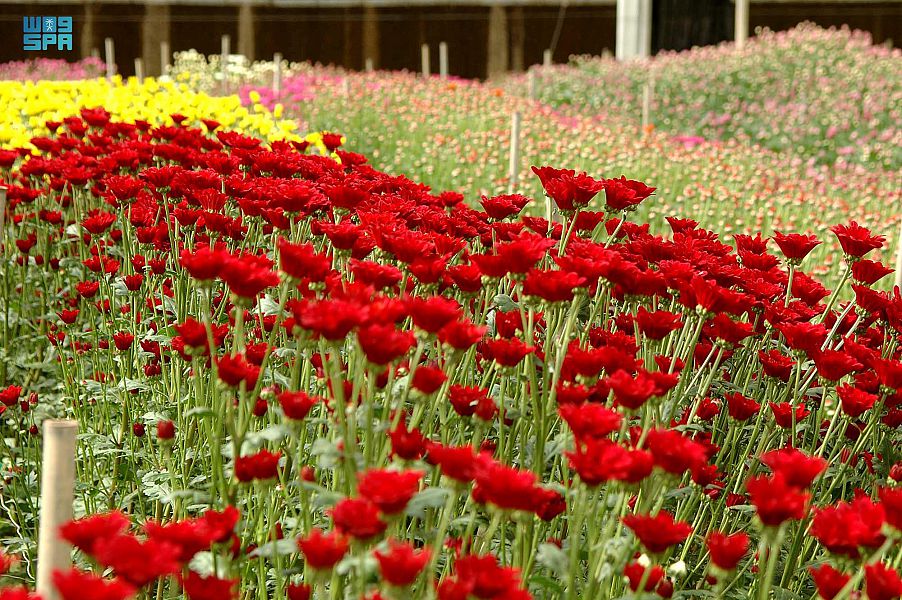 اللون الأحمر يزين حدائق تبوك  - المصدر وكالة الأنباء السعودية 