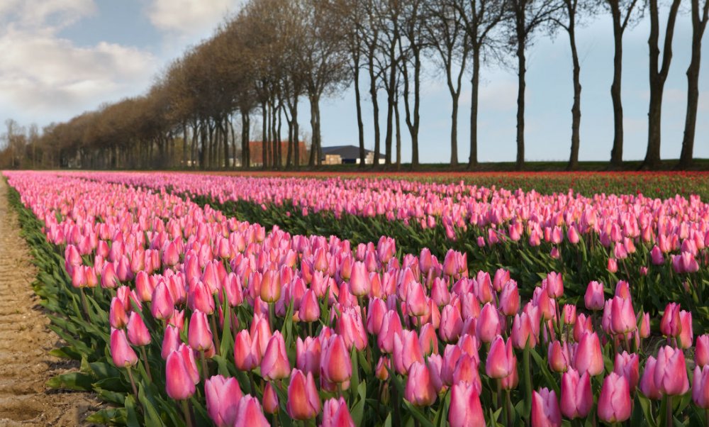 حقول التوليب في واحدة من افضل وجهات سياحية في اوروبا.. امستردام