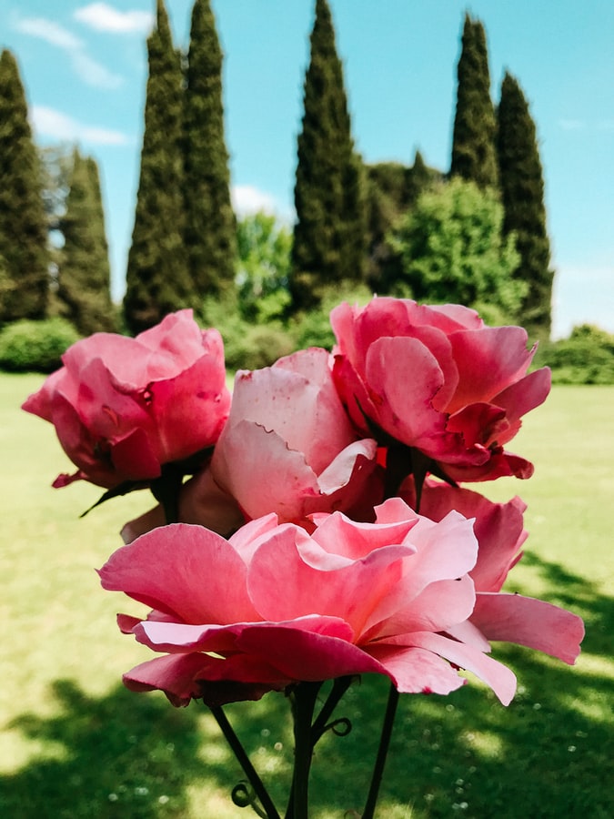حدائق الورود Rose Gardens، روما بواسطة Shainee Fernando