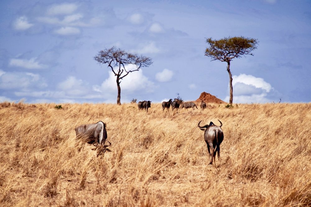  متنزه سيرينغيتي الوطني Serengeti National Park-ray rui