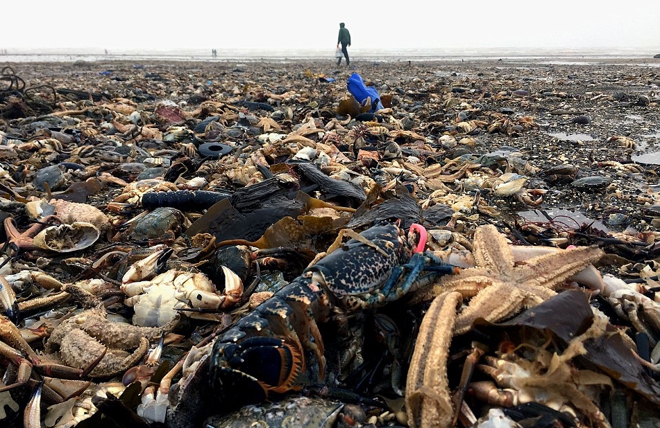  العاصفة إيما تلقي بملايين الكائنات البحرية على الشواطئ