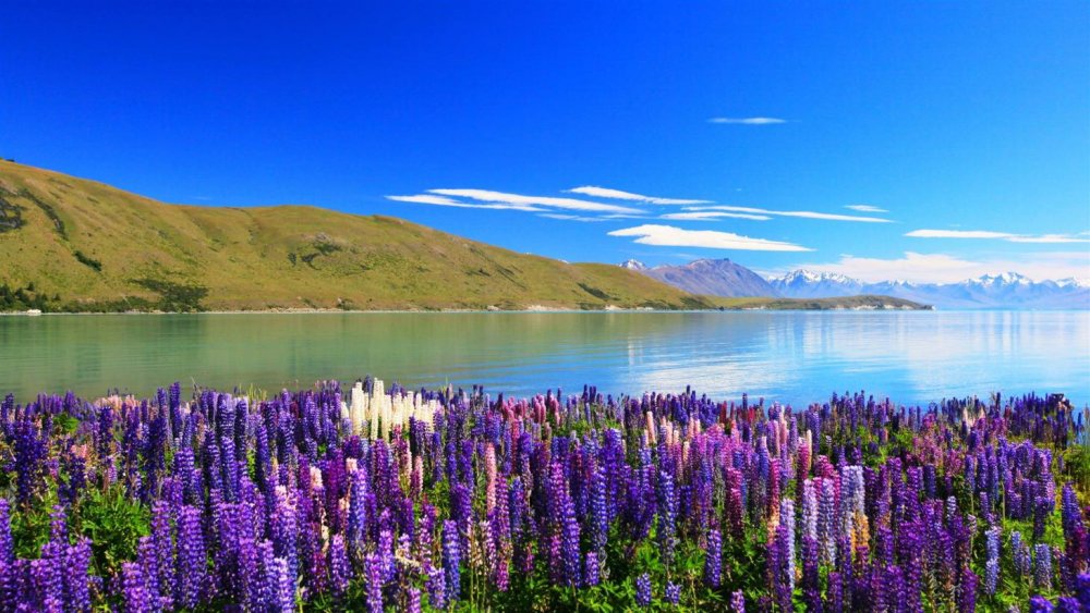 بحيرة تيكابو LAKE TEKAPO، نيوزيلندا