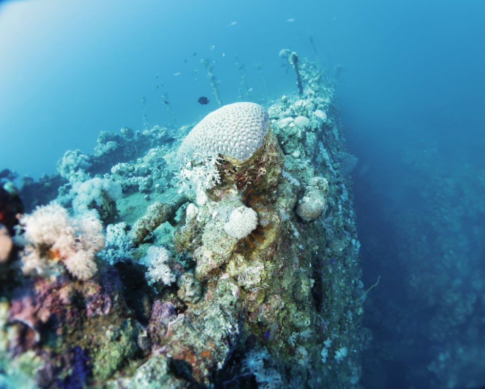 ينبع وجهة مناسبة لممارسة رياضة الغوص واكتشاف الشعاب المرجانية - المصدر شاترستك