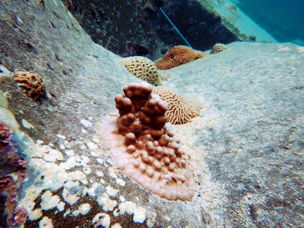  الشعاب المرجانية الساحرة في مياه الخليج العربي