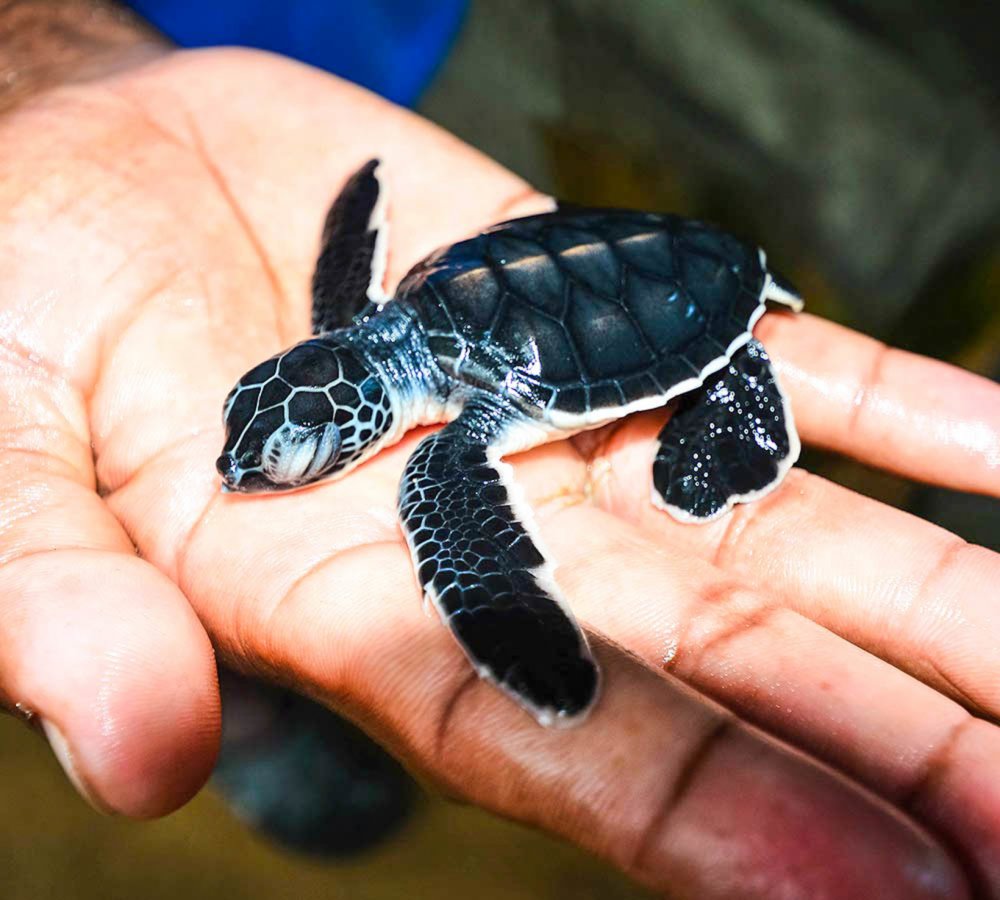 السياحة في سريلانكا محمية السلاحف في بنتوتة Bentota Turtle Hatchery
