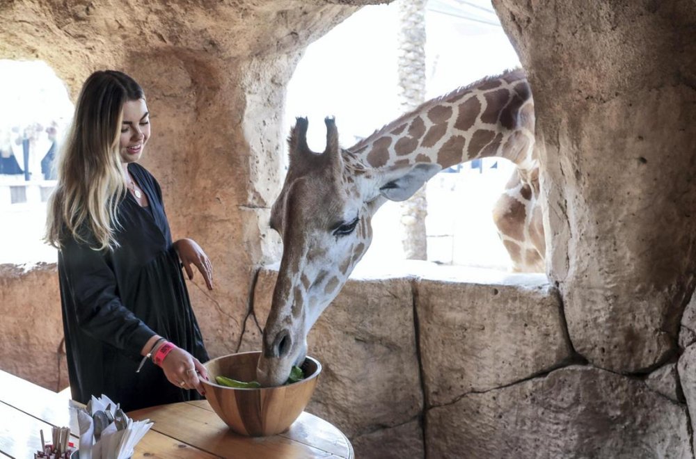 فكرة أن يزور العروسين حديقة الإمارات للحيوانات في أبوظبي ستكون لطيفة