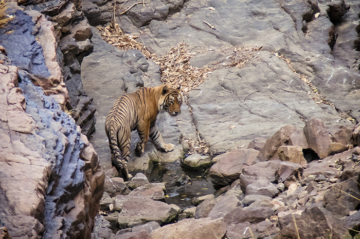 منتزه رانثامبوري الوطني Ranthambhore National Park، الهند بواسطة Benjamin Rascoe