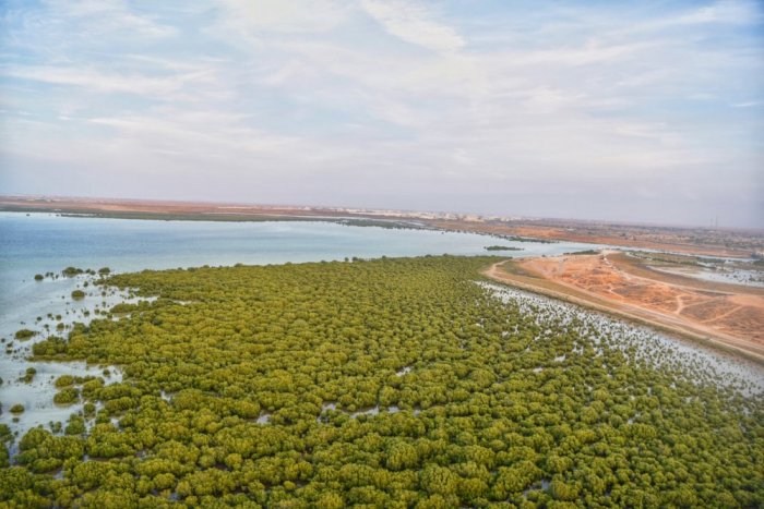 أشجار القرم تزيد من جمال شاطئ القرم الساحر - المصدر وكالة أنباء الإمارات