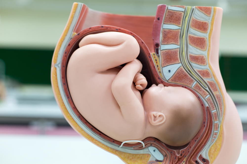 ما هي مراحل نمو الجنين في الشهر السابع