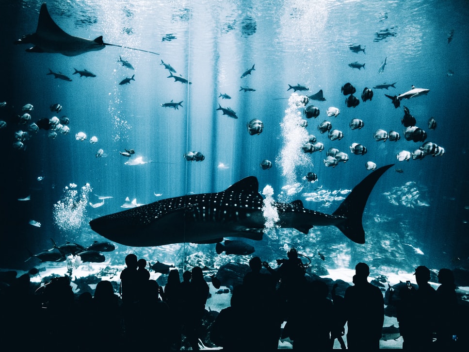 أكواريوم جورجيا Georgia Aquarium (6,3 مليون جالون) بواسطة Matt Helbig