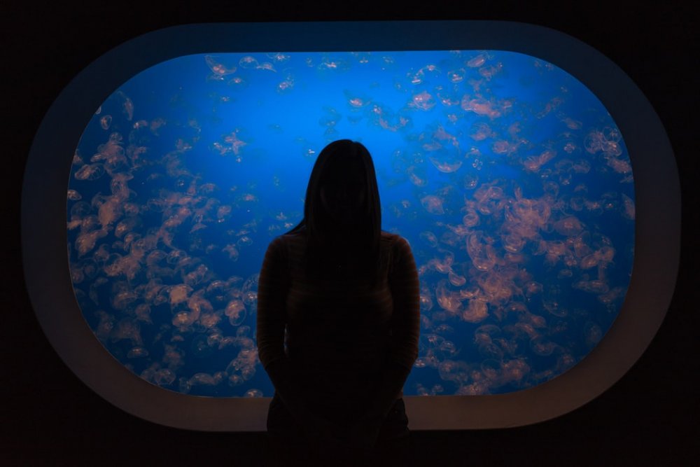 أكواريوم خليج مونتيري Monterey Bay Aquarium (1,2 مليون جالون) بواسطة Michal Pechardo