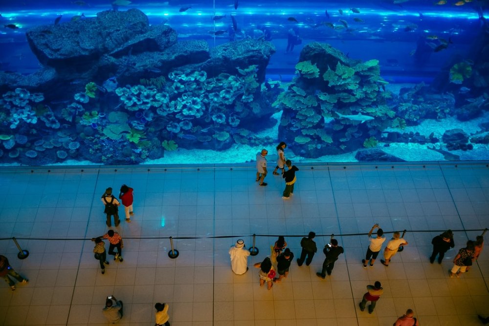 أكواريوم دبي مول Dubai Mall Aquarium (2,64 مليون جالون) بواسطة Ashim D’Silva