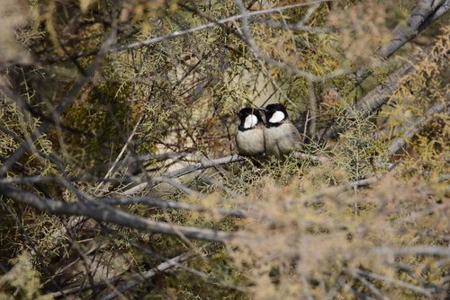 العديد من الطيور النادرة تستوطن محمية الوثبة الطبيعية- المصدر وكالة أنباء الإمارات 