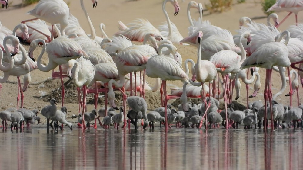 المزيد من السحر والجمال في محمية الوثبة الطبيعية- المصدر وكالة أنباء الإمارات 