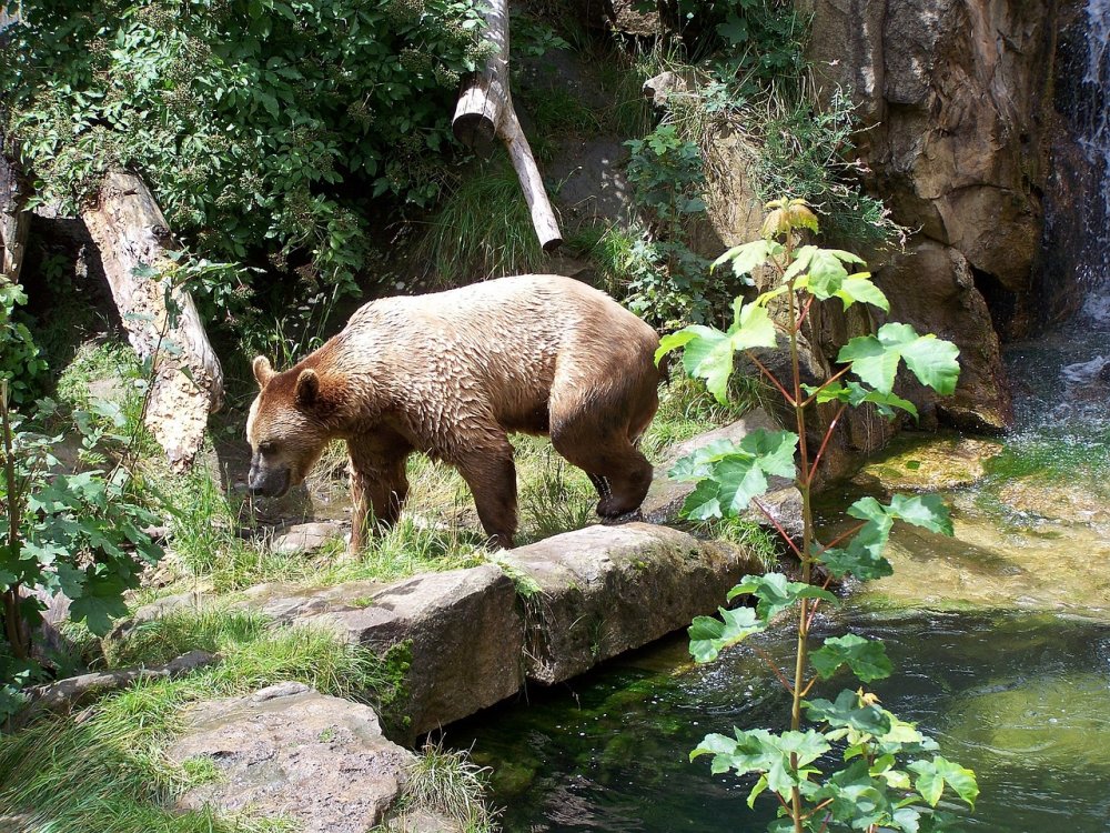 حديقة حيوان جبال الألب بواسطة Alpelino