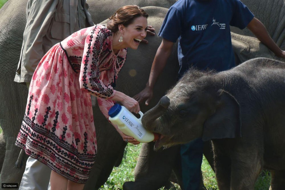 كيت ميدلتون تطعم فيل أثناء زيارتها للهند