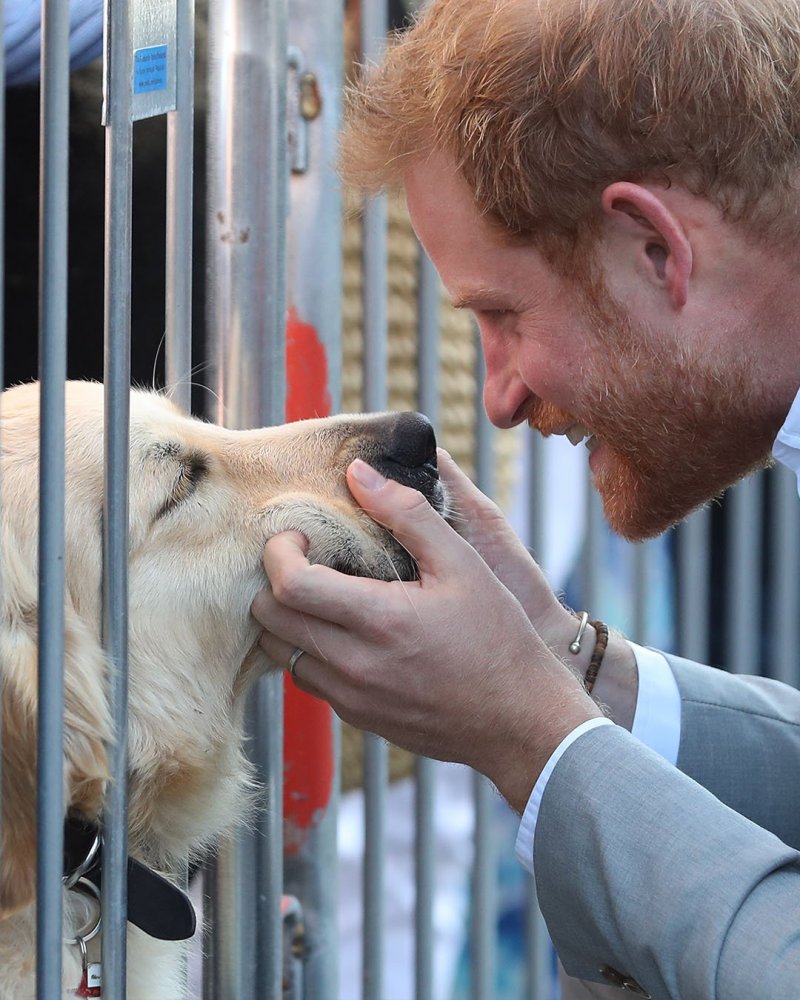 الأمير هاري يداعب أحد الكلاب