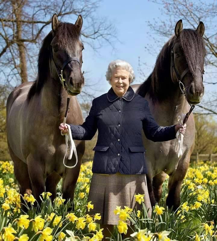 إجمالي جوائز خيول الملكة الفائزة 18 مليون إسترليني