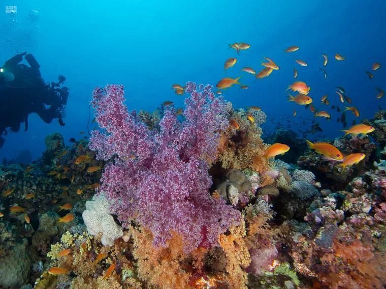 الشعاب المرجانية تزيد من جمال المشهد - المصدر وكالة أنباء السعودية