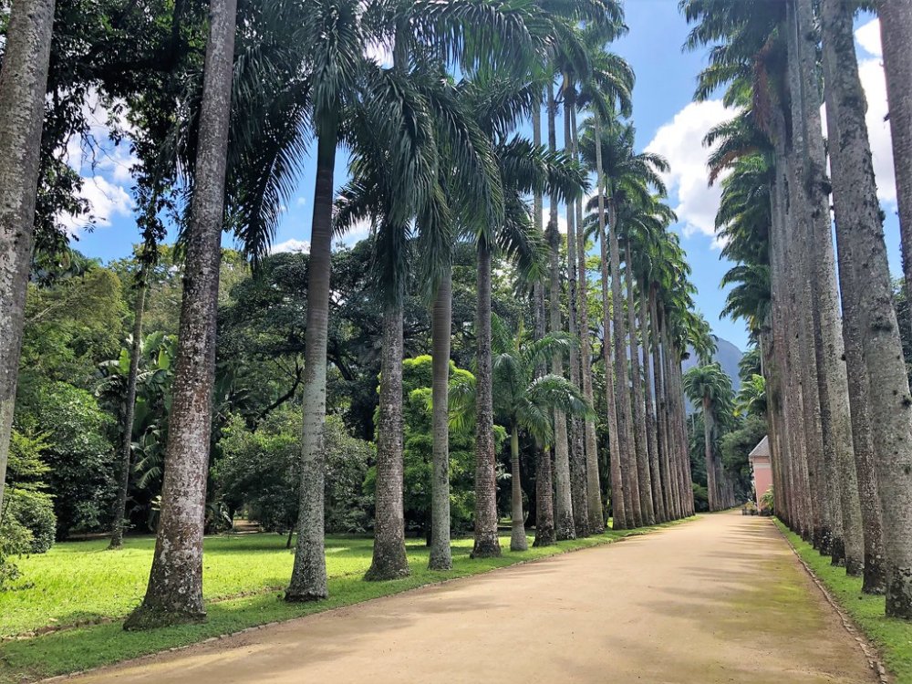 حديقة جارديم بوتانيكو Jardim Botânico، ريو دي جانيرو 