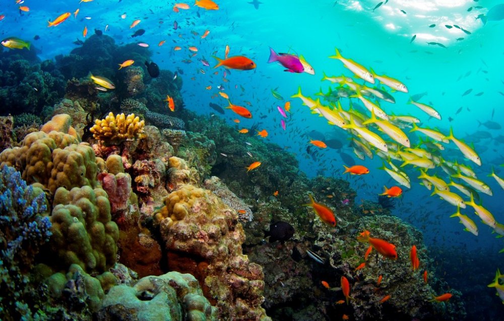 الحاجز المرجاني العظيم The Australian Great Barrier Reef، أستراليا