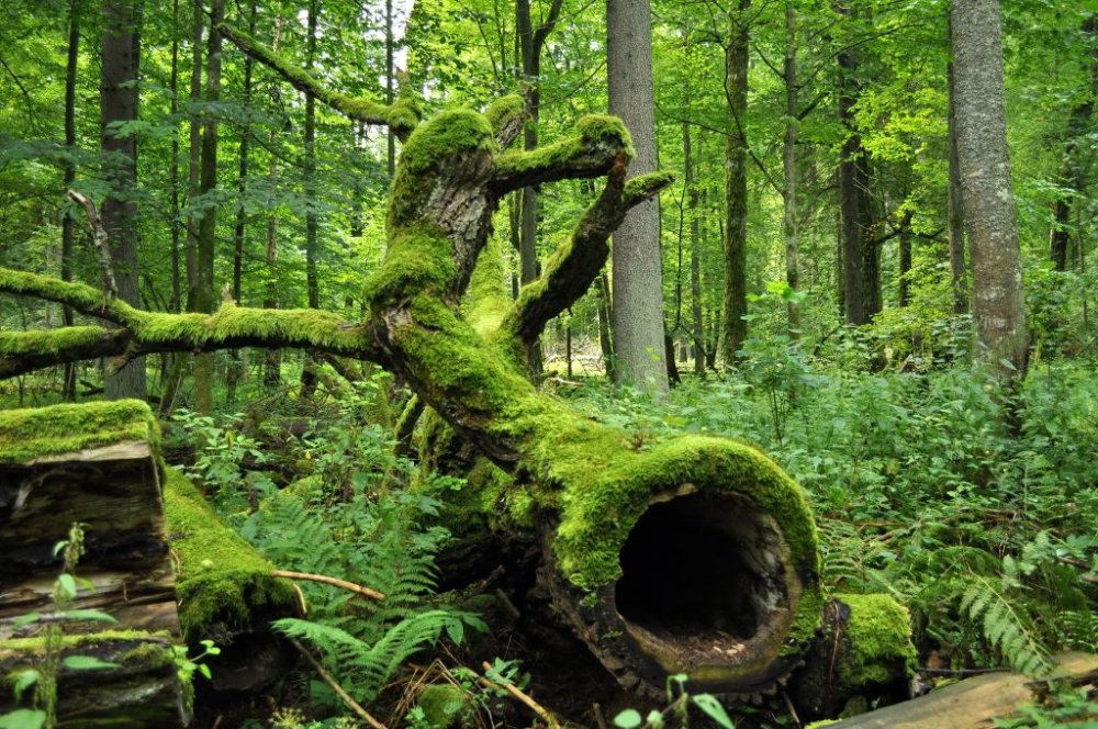 غابة بياوفيجا Biowieża Forest، بولندا