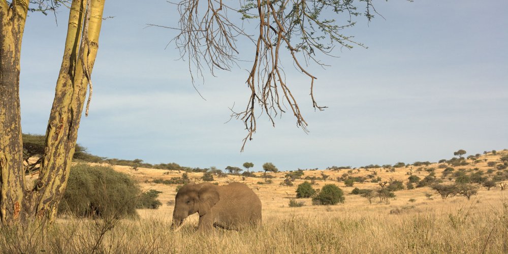 محمية ليوا الطبيعية Lewa Wildlife Conservancy، كينيا 