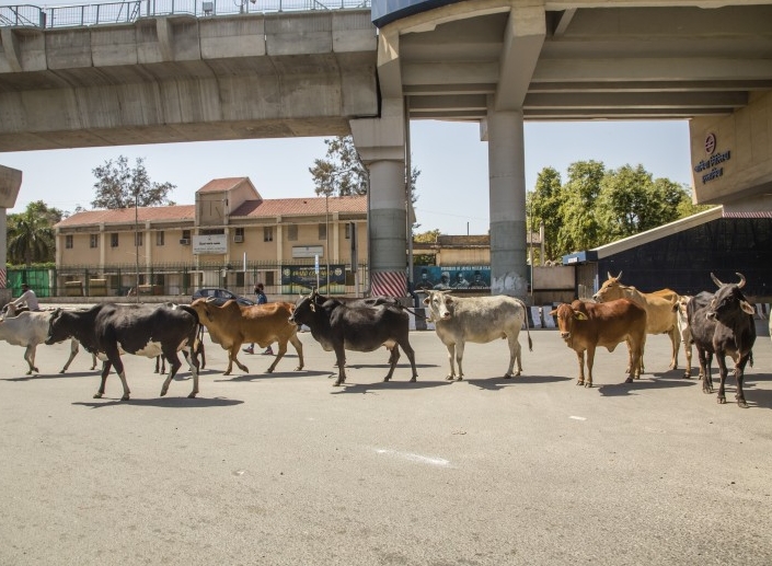 قطيع من الأبقار يحتل شوارع أحد المدن الهندية