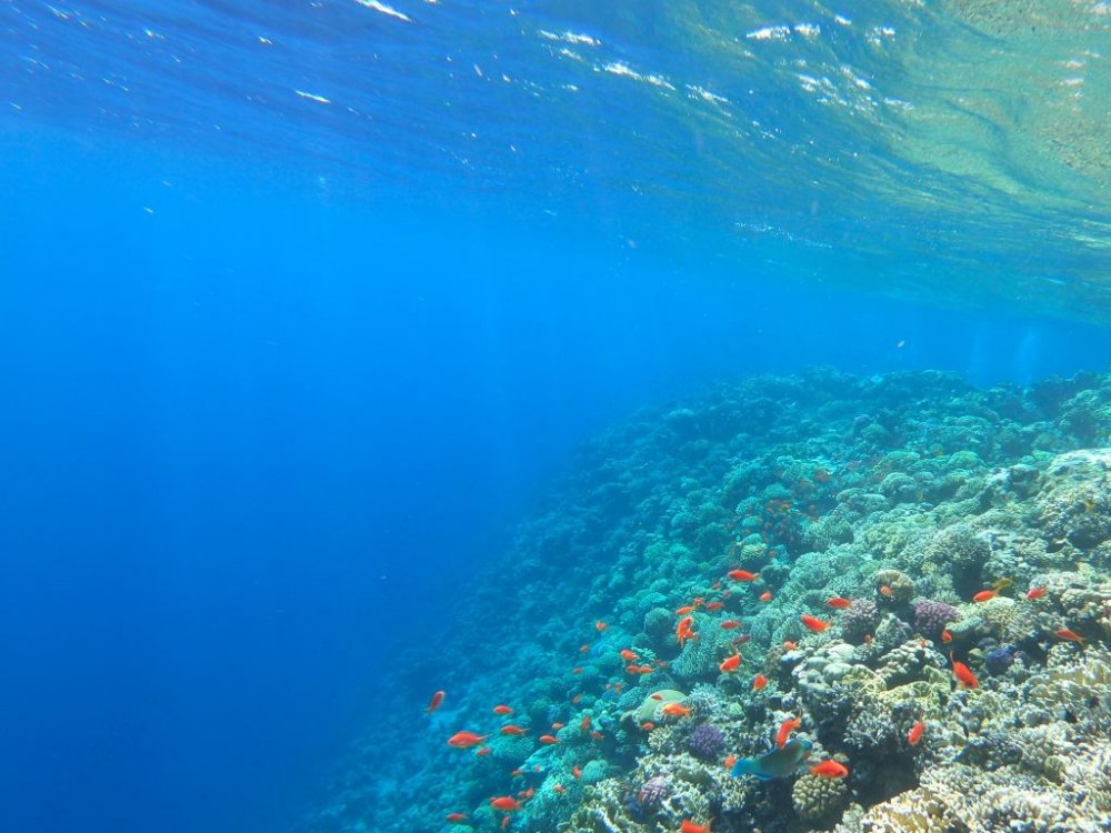 الشعب المرجانية في سواحل البحر الأحمر بواسطة Nathalie Hurova