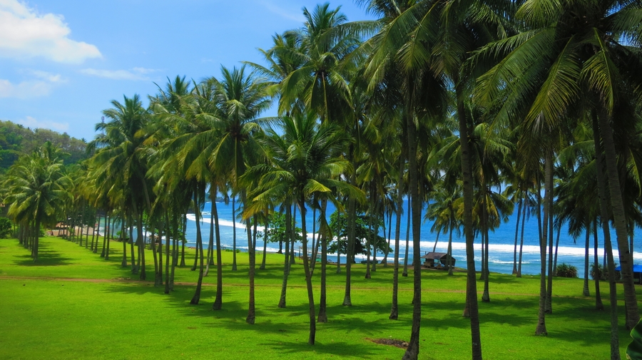 اجمل الجزر لشهر العسل في يناير 2020. جزيرة لومبوك اندونيسيا - اشجار الجوز الهندي على الشاطئ
