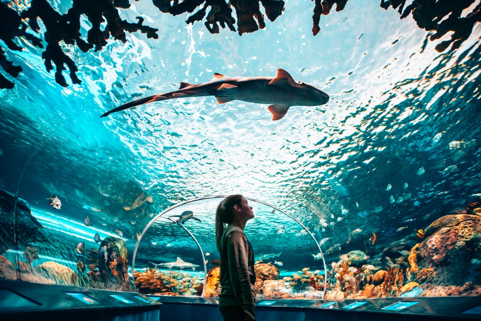 السياحة في تورنتو أكواريوم ريبلي بكندا Ripley's Aquarium of Canada