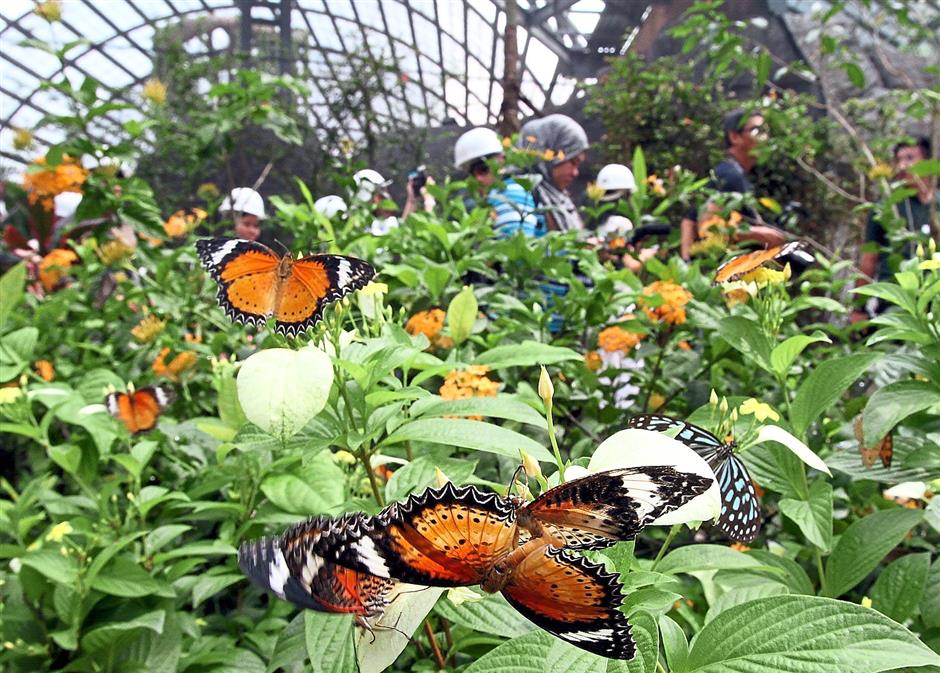  من مزرعة الفراشات في بينانغ