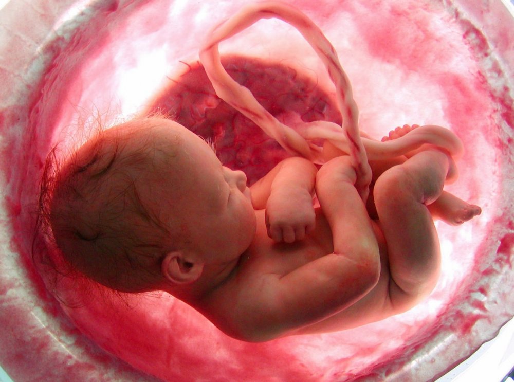 فوائد الكرز للجنين أنه يساهم في تنظيم الساعة البيولوجية للحامل والجنين