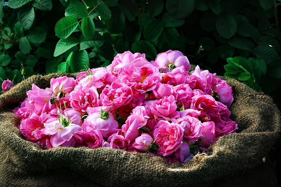الورد الطائفي له سحر خاص- المصدر وكالة الأنباء السعودية