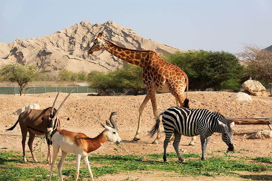 حديقة حيوانات العين من أفضل وجهات سياحية في الامارات