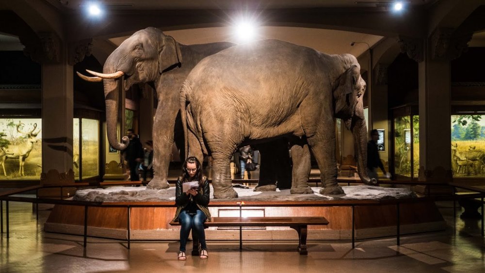  من داخل المتحف الأميركي للتاريخ الطبيعي