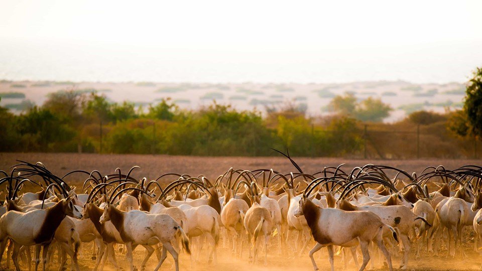 العديد من الحيوانات النادرة تتواجد في منتزه الحياة البرية العربية في أبوظبي