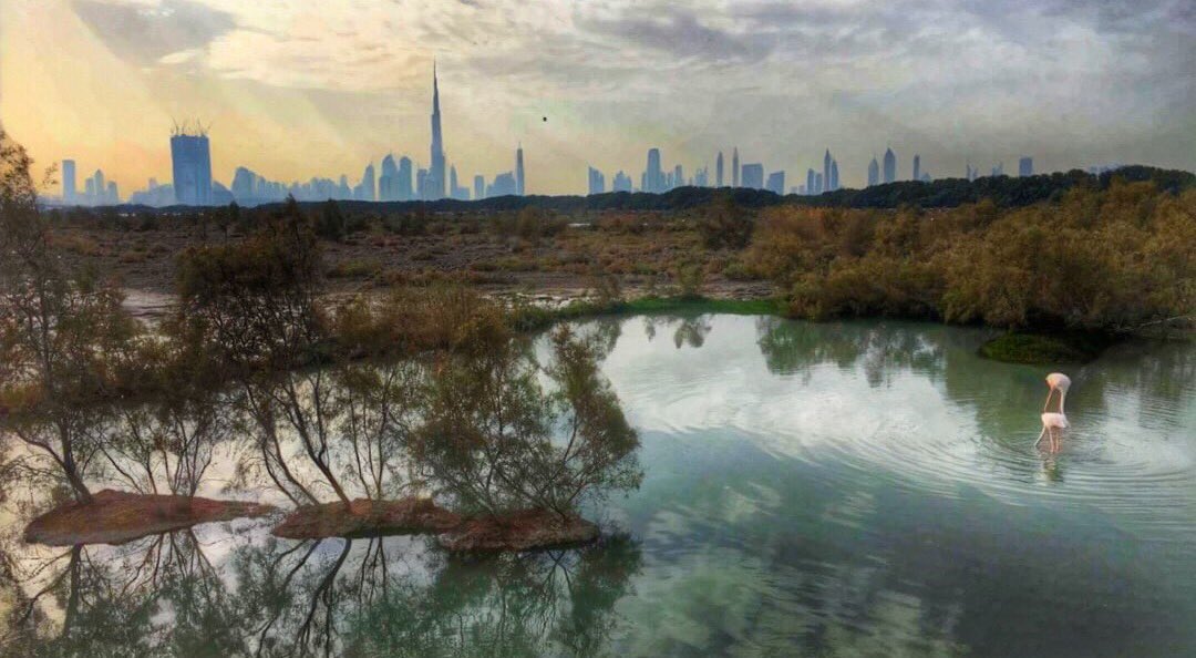لحظات ساحرة لغروب الشمس من محمية دبي الصحراوية - المصدر @ibahzad