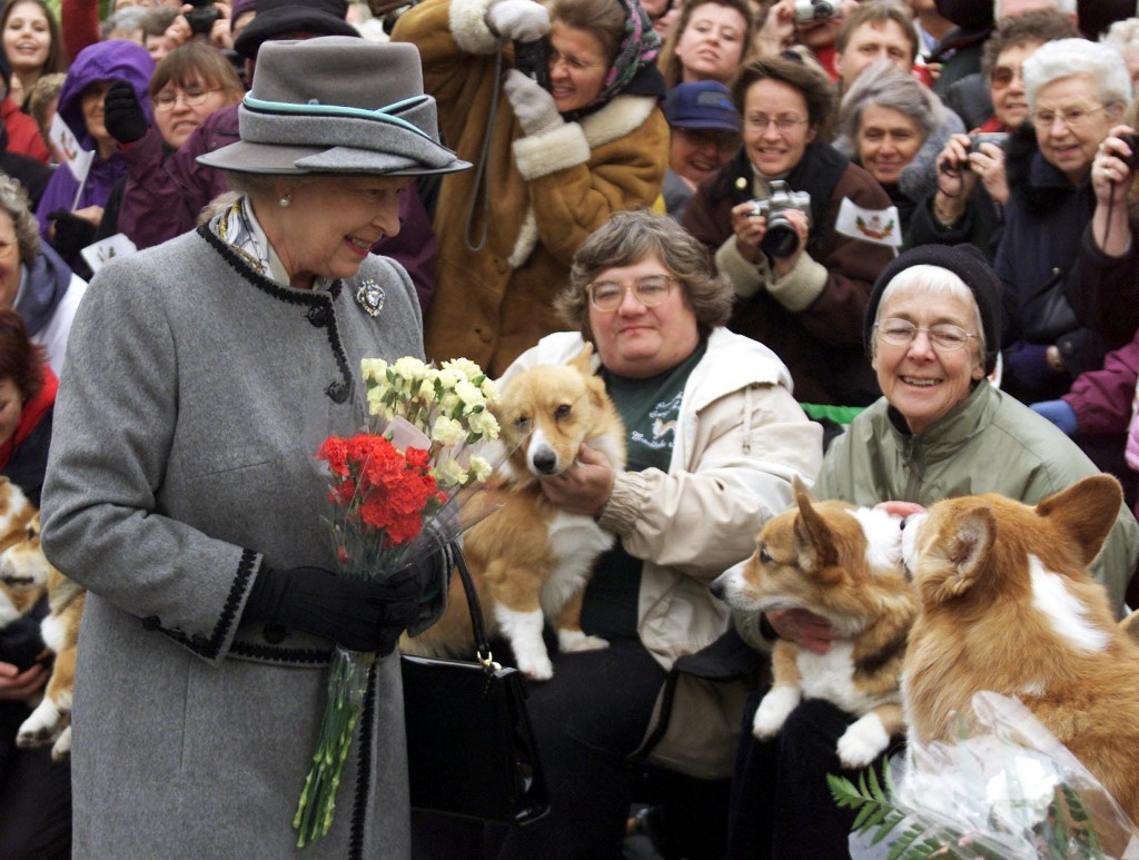 سباق لكلاب الكورجي المفضلة لملكة بريطانيا احتفالا باليوبيل البلاتيني