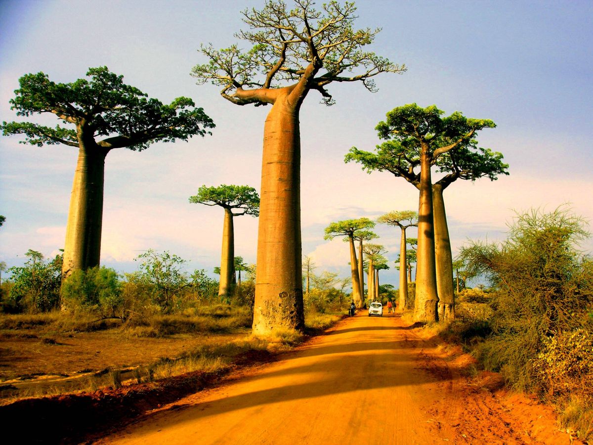 وادي الباوباب في مدغشقر