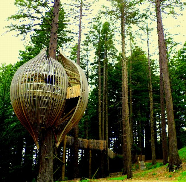 Redwoods Treehouse - Warkworth, New Zealand